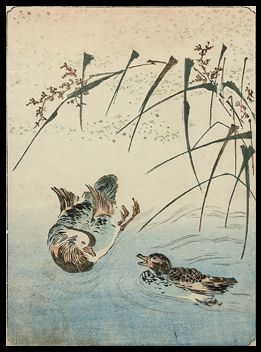 Shunga  Shigenobu  Mandarine Ducks  c.1830.