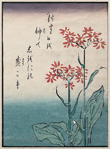 Shunga – Keisai Eisen – Flower 2 – c.1838.